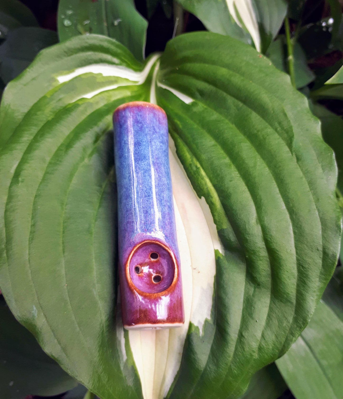Blue rain, purple and blue mini purse pipe on hosta leaf